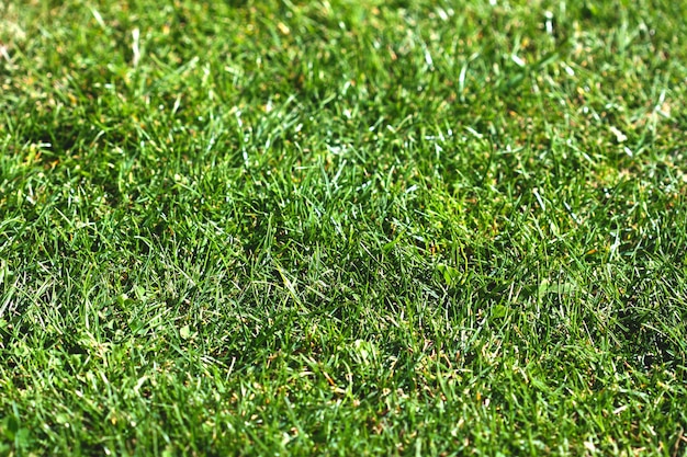 A close up of a green grass with the word lawn on it