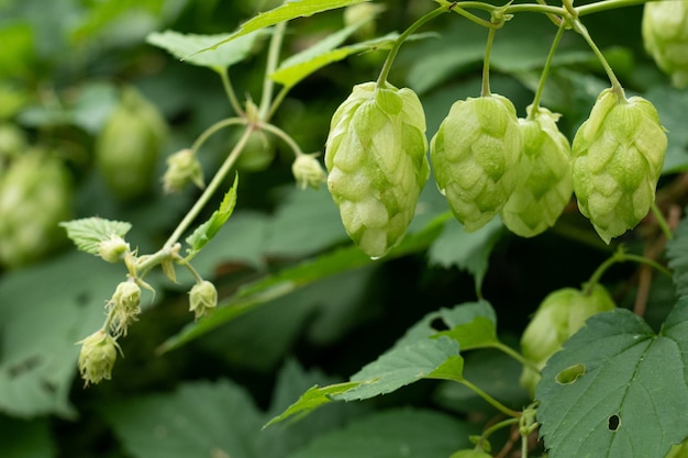 Close up of green hops leaves and cons, nature background