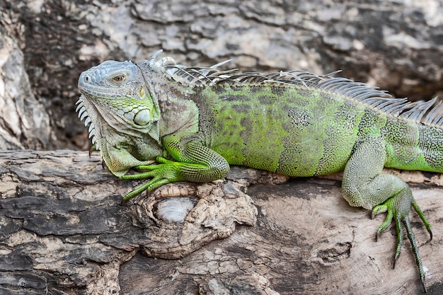 Close up green iguana on twisted tree branch.