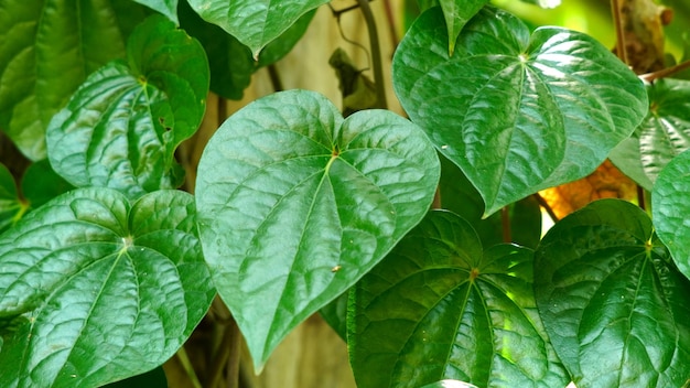 A close up of a green ivy plant