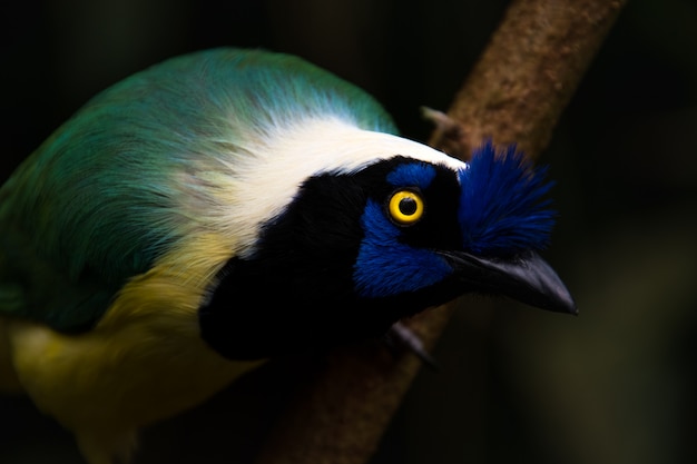 Close up of a green jay (Cyanocorax yncas), blue bird with yellow eyes