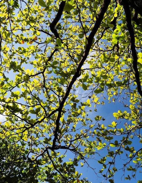 Close up of green leaf and plants been in nature