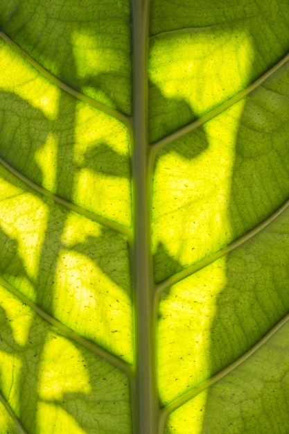 Close-up of green leaf straight stalk at middle beautiful