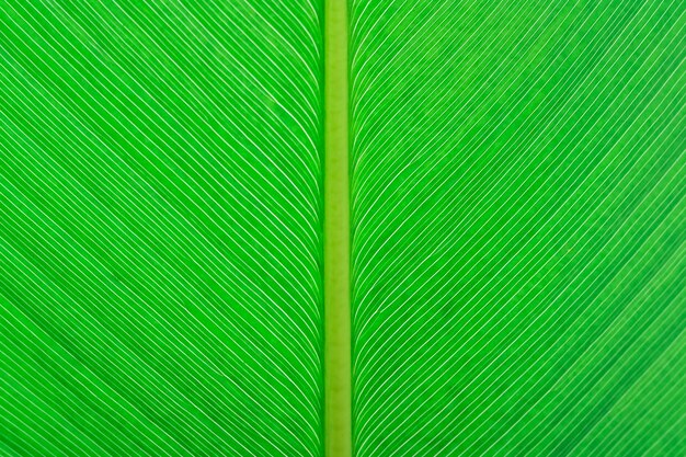 Close up green leaf texture background