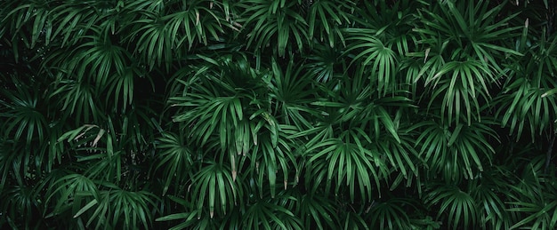 close up green leaf texture background