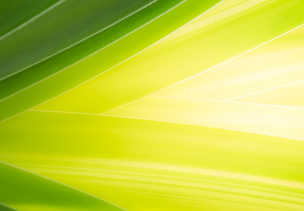 Close up green leaf which shade gradients color from dark green to bright yellow color for