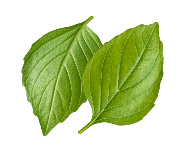 A close up of a green leaf with the leaves of a plant