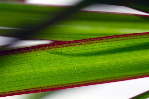 A close up of a green leaf with red and green leaves