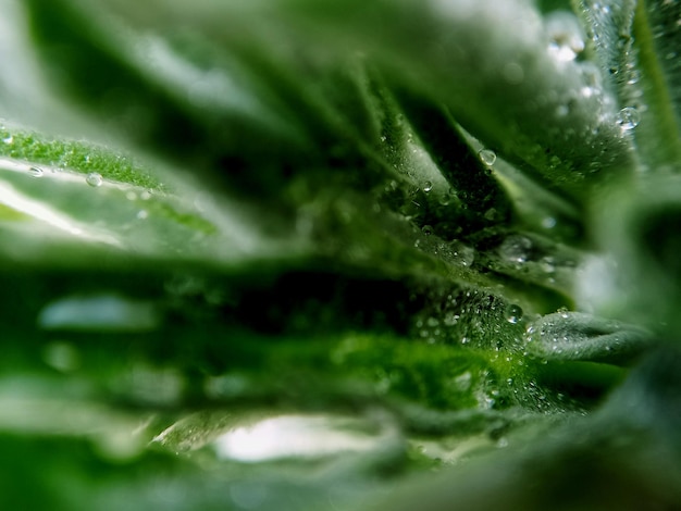 a close up of a green leaf with water drops