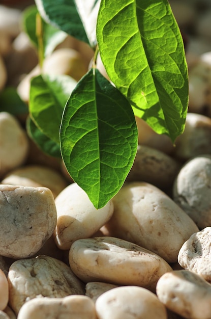 Photo a close up of a green leaf with white pebbles on the ground