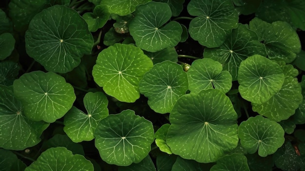 A close up of a green leafy plant