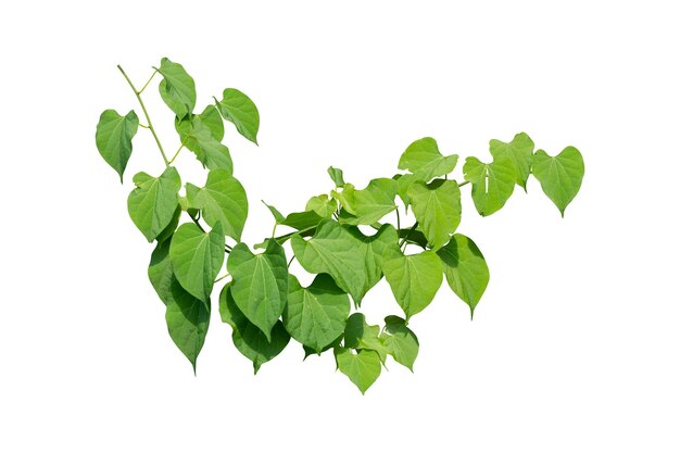 Close-up of green leaves against white background