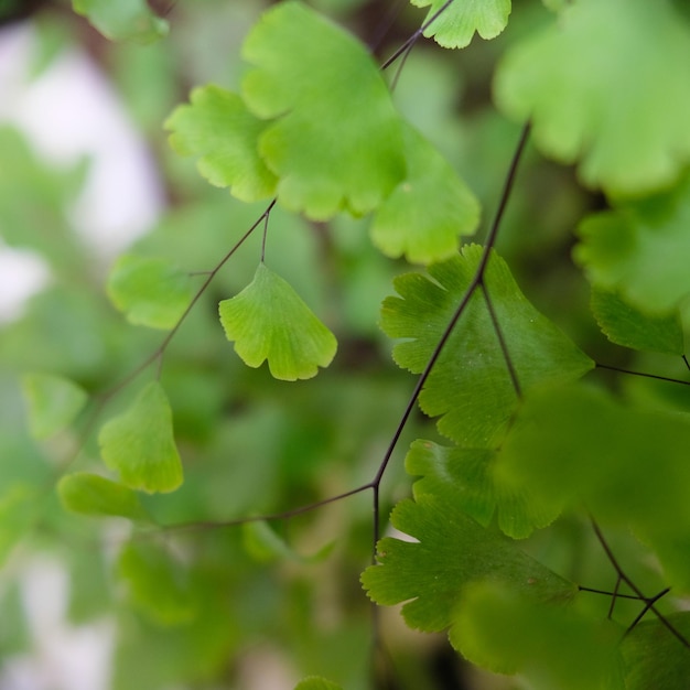 Close-up of green leaves on branch