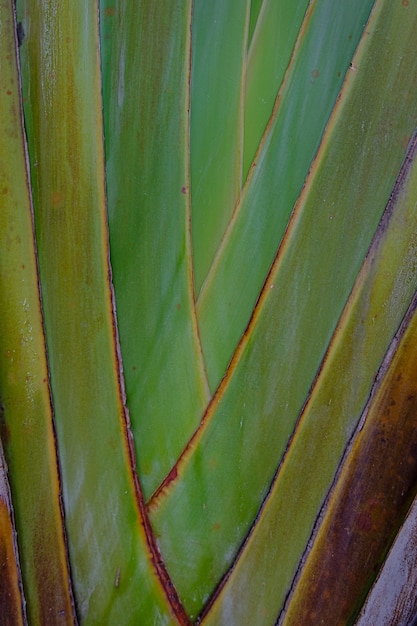 Close up of green leaves from a banana tree