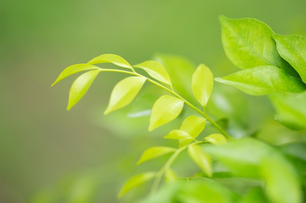 Close up of green leaves in garden, nature background. selective focus