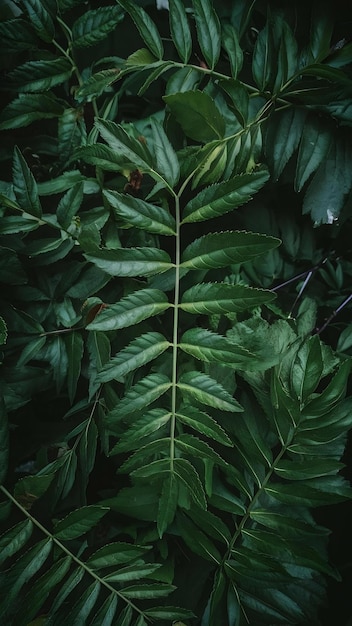 Close up on green leaves in nature