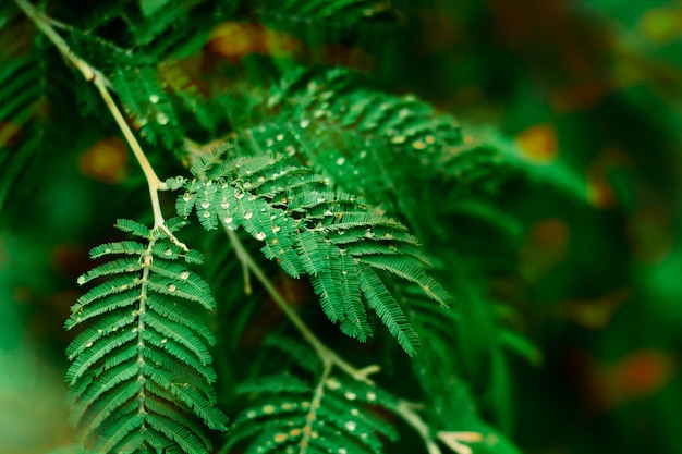 Close up green leaves in the park