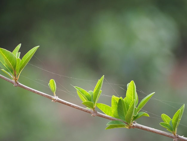 Close-up of green leaves on plant