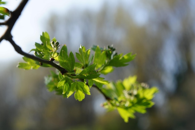 Photo close-up of green leaves on plant