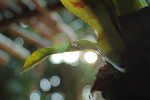 Photo close-up of green leaves on plant