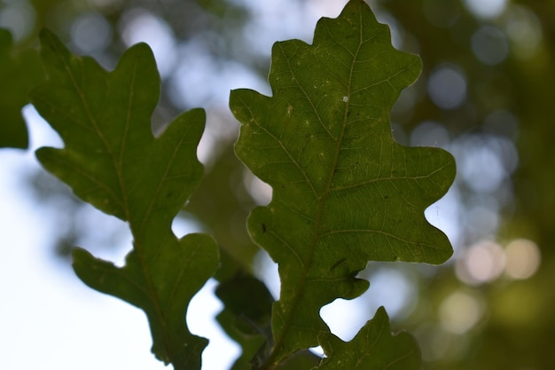 Close-up of green leaves on plant