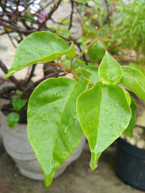 Photo close-up of green leaves on plant