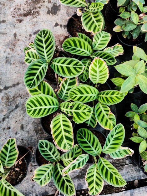 Photo a close up of green leaves of a plant