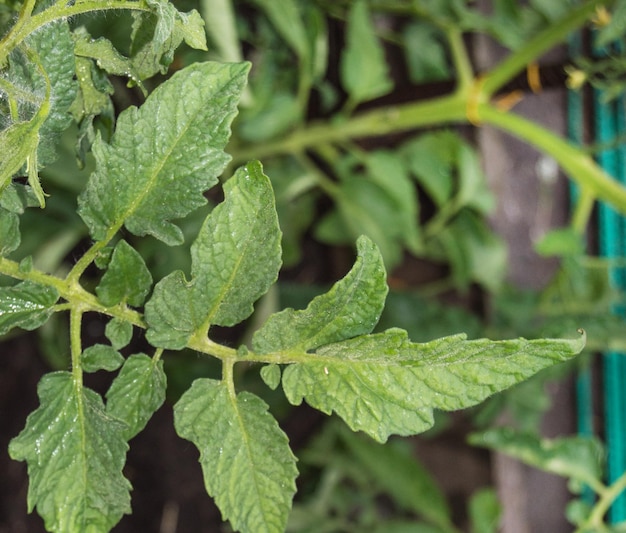 Close-up of the green leaves of a tomato plant growing in a greenhouse.