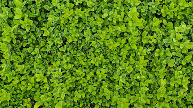 Close-up of green leaves wall. Boxwood bush texture. Top view of Buxus Sempervirens. Green natural