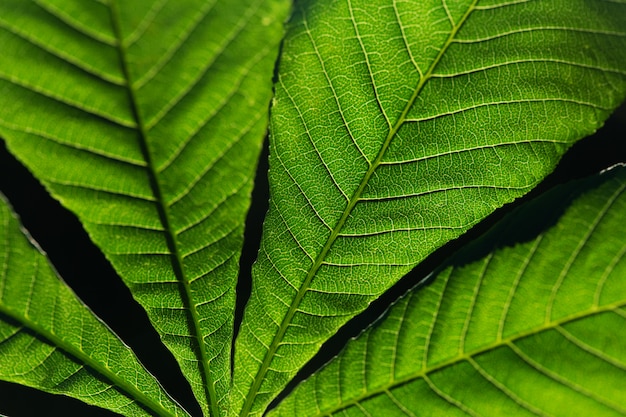 Close up of green leaves with black background