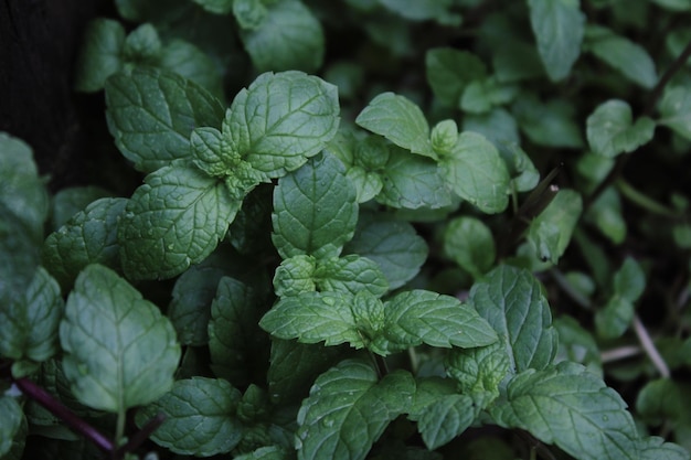 Close-up of green leaves