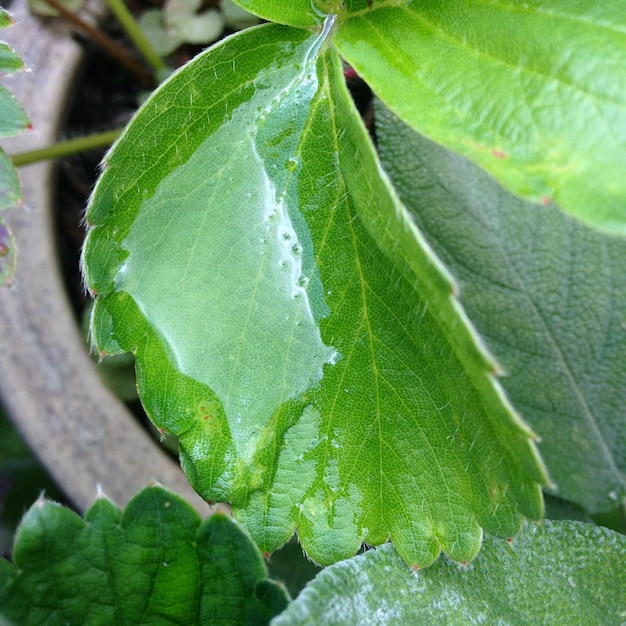 Close-up of green leaves