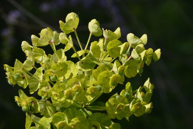 Photo close-up of green leaves