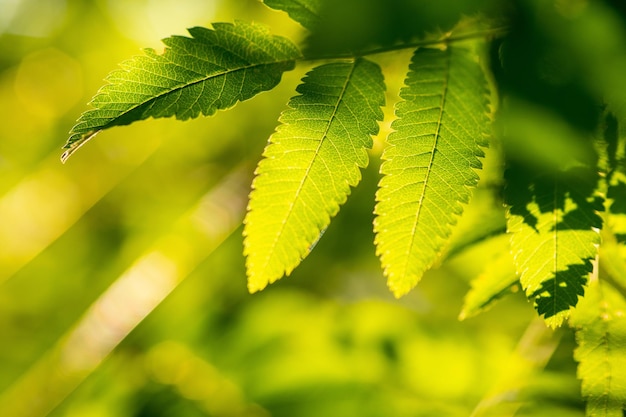 Close-up of green leaves