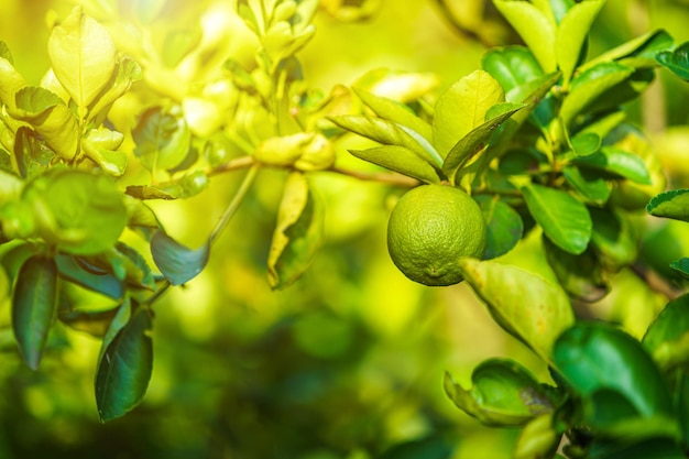 Close up of green lemons grow on the lemon tree in a garden background  harvest citrus fruit thailand