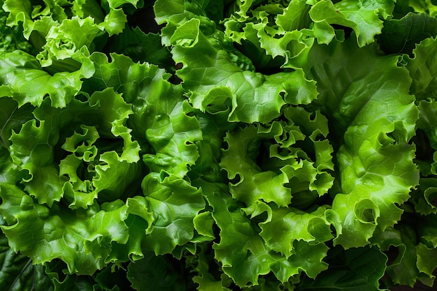 Photo a close up of a green lettuce