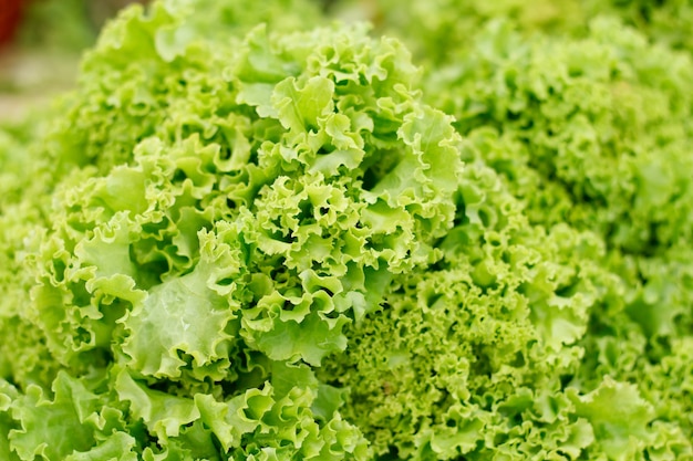 Close up green lettuce.