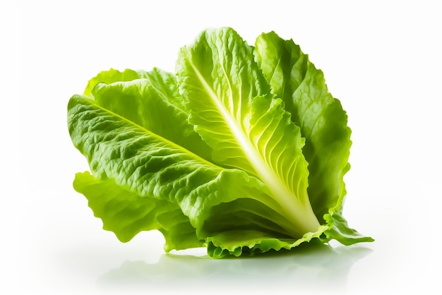 A close up of a green lettuce