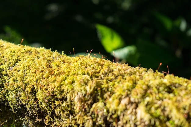 Close up green lichen moss plant grow