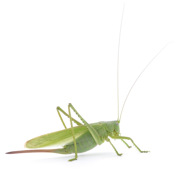 Close up green locust in studio