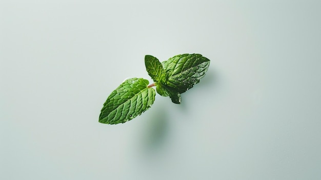 Photo a close up of a green mint leaf