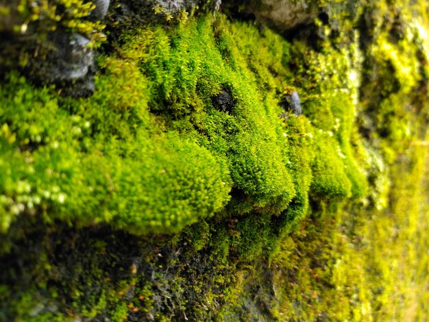 Photo close-up of green moss on a wall