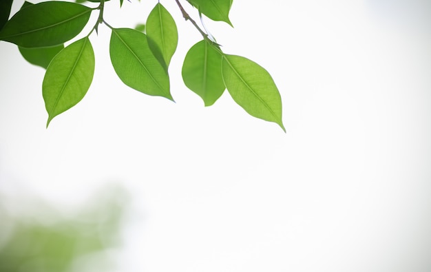 Close up of green nature leaf on white sky background 