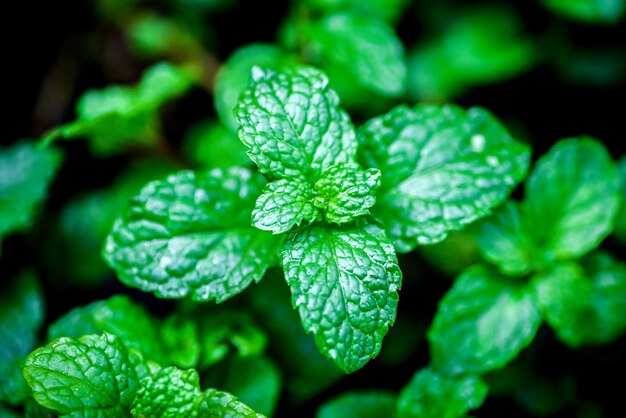 close up Green peppermint leaves