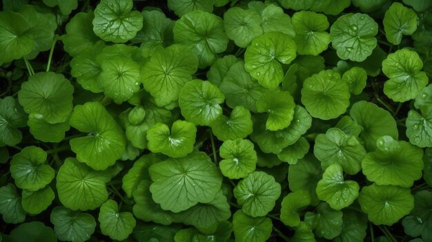 A close up of a green plant with leaves and the word clover on it