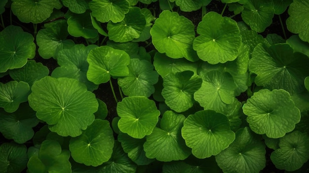 A close up of a green plant with leaves