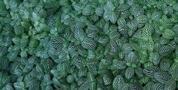 A close up of a green plant with a white capillary plant.