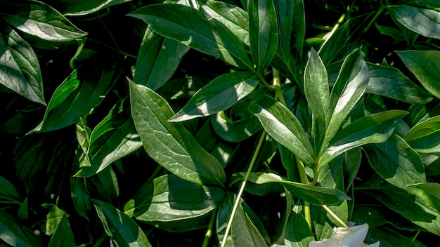 A close up of a green plant with a white plastic bag