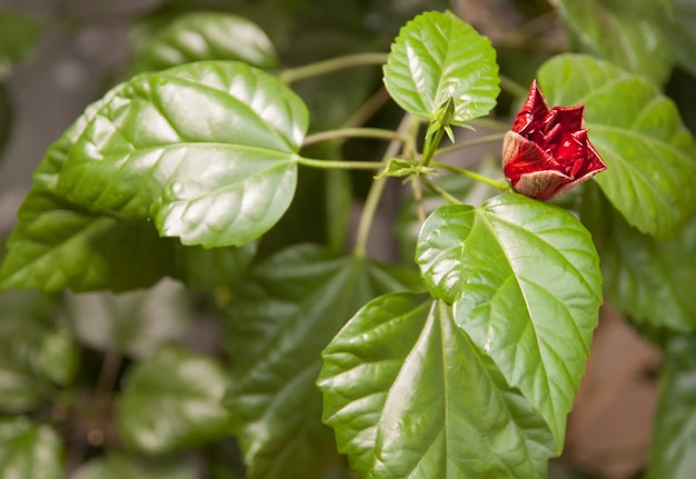 Close up green plant