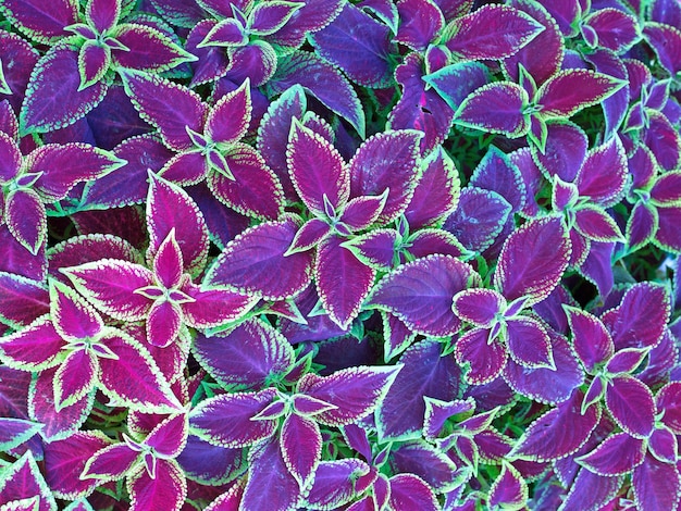 Close up of green and purple coleus solenostemon hybrida leaves on grass background